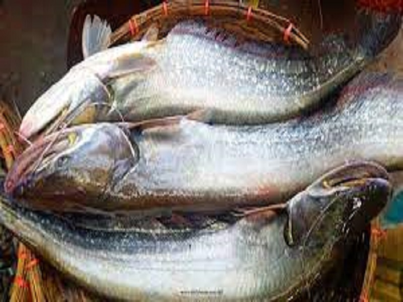 BOAL 3kg UP